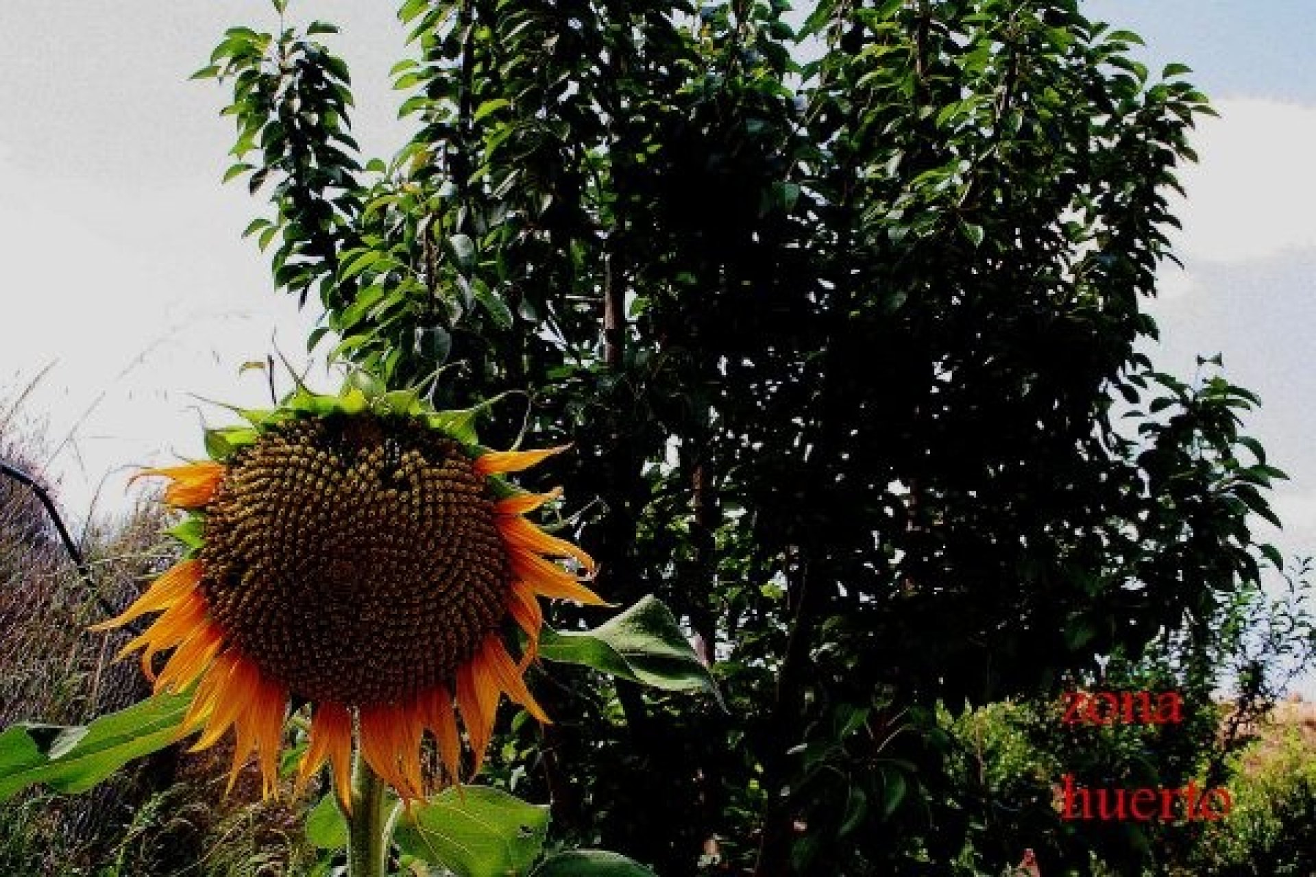 Resale - Villa -
Gea Y Truyols