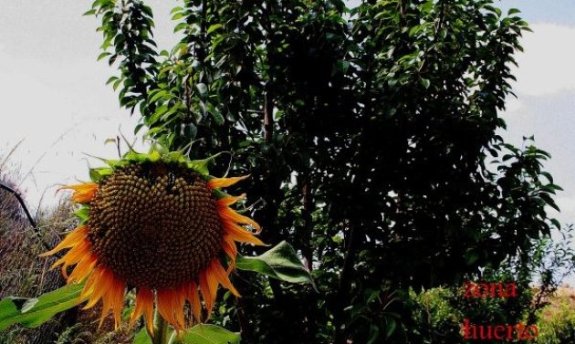 Resale - Villa -
Gea Y Truyols