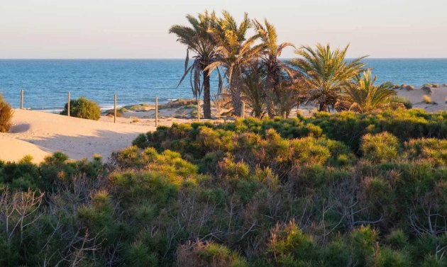 Obra nueva - Apartamento -
Guardamar del Segura - Avda del Puerto